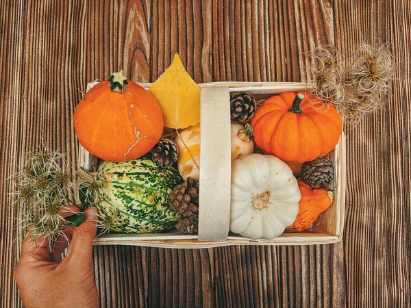 Autumn still life on the theme of the harvest of different pumpkins.