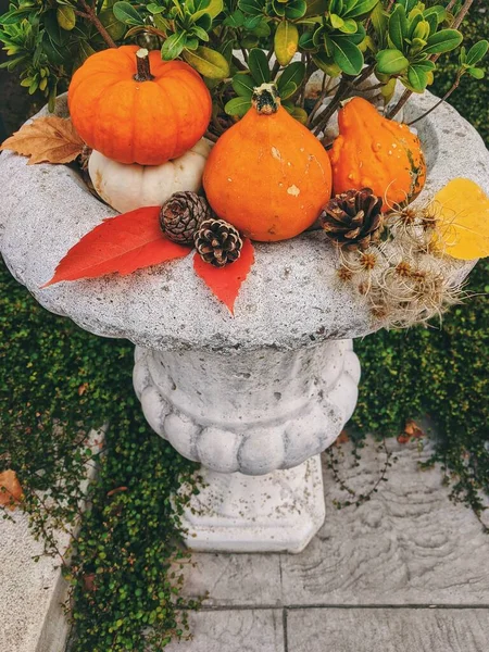 Autumn still life on the theme of the harvest of different pumpkins.