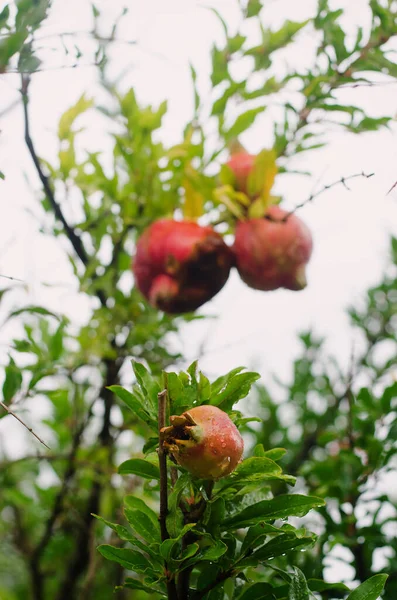 Pomegranate Tree Red Ripe Fruits Branch Close — Stock Photo, Image