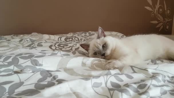 Britská Kočka Lila Bod Kotě Hraje Míčem — Stock video