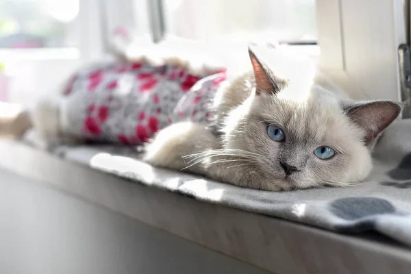 브리티시 쇼트헤어 고양이 창턱에 스톡 사진