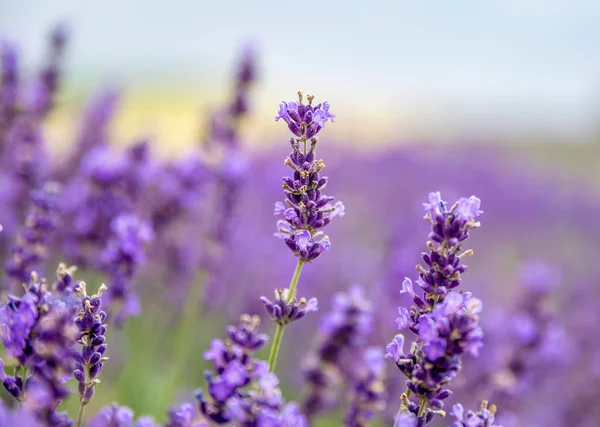 Lindas Flores Lavanda Campo Florescente — Fotografia de Stock