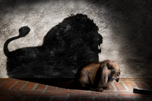 勇敢的兔子的激励概念 — 图库照片