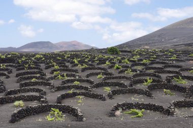 kanarya adalarında bağ ve koruma kavramı 