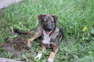 Kahverengi köpek yeşil yaz çimlerinde uzanıyor. Genç hayvan tembel gününde dinleniyor.