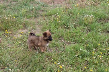 Yerde yeşil çimenler ve çiçeklerle duran sevimli köpek yavrusunun fotoğrafı. Kürklü kahverengi küçük köpek.