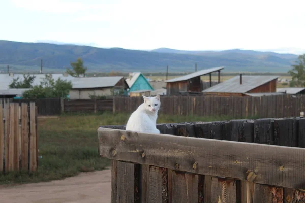 Flauschige Weiße Katze Sitzt Auf Hölzernen Zaunpfahl Ländlichen Dorf Sonnenuntergang — Stockfoto