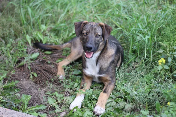 Brown Dog Lying Ground Green Summer Grass Resting Young Animal — Stock Photo, Image