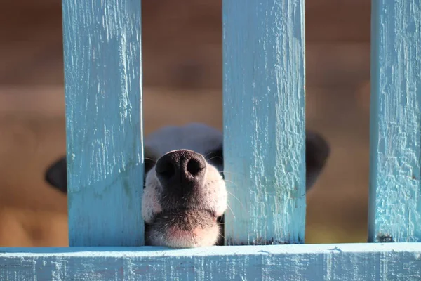 Parmaklıkların arkasındaki köpek yavrusu tuhaf bir şekilde burnunu dikizliyor komik küçük köpek.