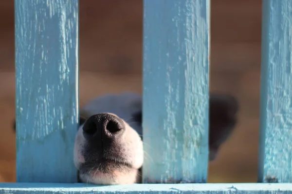Welpe Hinter Holzzaungittern Neugierig Guckende Nase Lustiger Kleiner Hund — Stockfoto
