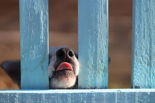 Parmaklıkların arkasındaki köpek yavrusu tuhaf bir şekilde burnunu dikizliyor komik küçük köpek.
