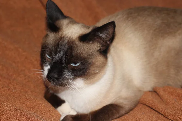 Sleepy Siamese Cat Con Ojos Azules Piel Esponjosa Whisky Gatito —  Fotos de Stock