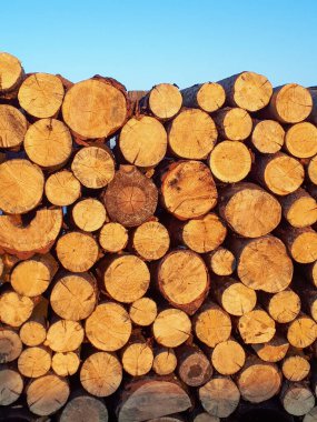 Kesilmiş odun yığını yığını. Gün batımının parlak ışığında. Yeni ahşap çitler. 