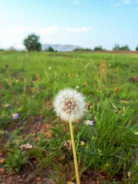 夏のタンポポの綿毛の種の写真緑の草の花 — ストック写真
