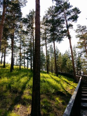 Ormanın arka planındaki çam ağaçları dalları ve kozalaklı köknar iğneleri. Yaz mevsiminde güneşe bulanmış çimler ve her yer yeşil ormanla kaplı.