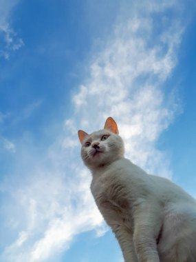 Burnunda siyah bir leke olan beyaz kedi yavrusu merak dolu bir çit direğine oturur ve parlak mavi bir gökyüzünün arka planına bakar.