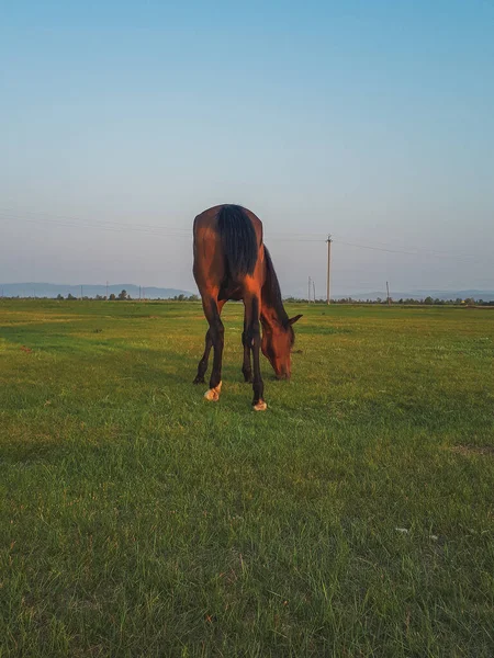 Fotoğraf: Sarı çayır bahar güneşi üzerinde kırmızı kahverengi at