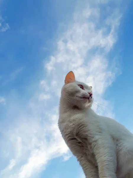 Gatito Blanco Lindo Gato Con Negro Mota Nariz Sienta Valla —  Fotos de Stock