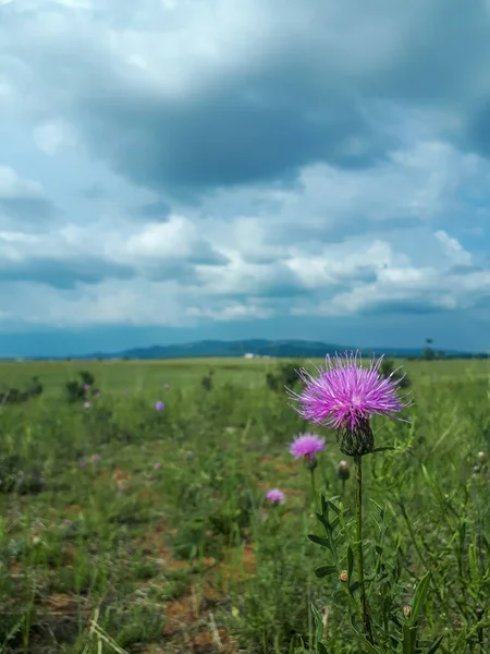 Çiçek açan pembe mor leylak çiçeklerinin yaz fotoğrafı. Adı Centaurea jacea cornflower knapweed. Yeşil çayır üzerinde devedikeni, arka planda mavi bulutlu gökyüzü. 