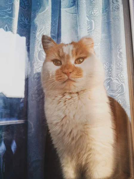 Fotografía Viejo Jengibre Blanco Rojo Peludo Lindo Gato Esponjoso Con —  Fotos de Stock