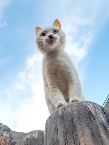 Burnunda siyah bir leke olan beyaz kedi yavrusu merak dolu bir çit direğine oturur ve parlak mavi bir gökyüzünün arka planına bakar.