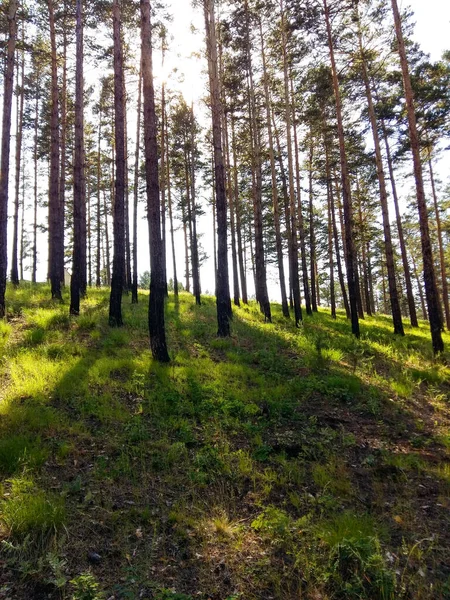 Ormanın Arka Planındaki Çam Ağaçları Dallarla Kozalaklı Köknar Iğneleriyle Sonbaharda — Stok fotoğraf