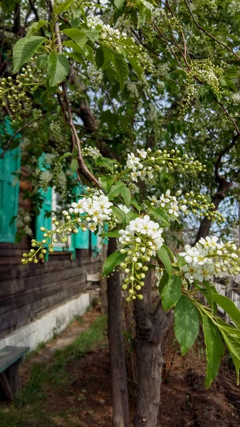 photography of spring blooming bird cherry tree flowers in the village garden in the sunlight on the branches green leaves and white flowers