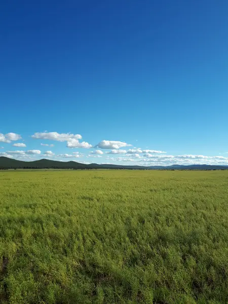 Fotografia Verão Paisagem Cena Luz Dia Com Montanhas Cobertas Com — Fotografia de Stock