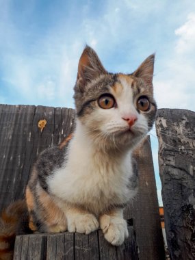 Şirin Meraklı Kedi Ahşap Çit 'te oturuyor Komik Sevimli Üç Renkli Kedi Yavrusu