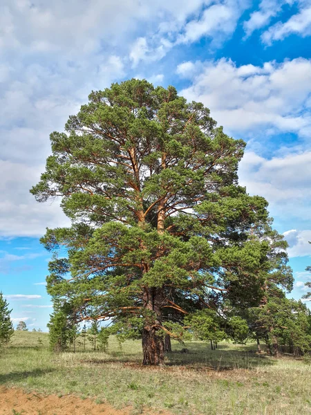 Büyük çam ağacı, izole edilmiş arka planda her zaman yeşil kozalaklı ağaç güneşe batırılmış dallar ve mavi yaz gökyüzüne karşı gövde