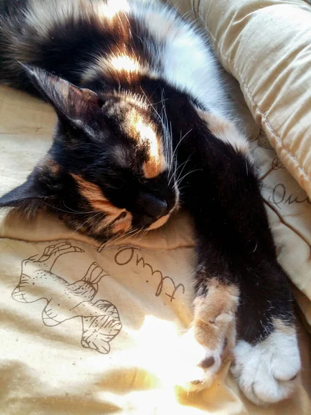 Забавный Маленький Спящий Котенок Растянувшийся Утреннем Свете Кровати Tricolor Cute — стоковое фото