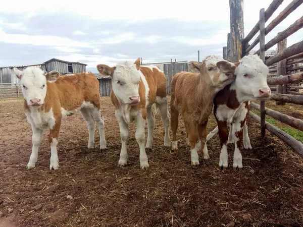 Yeni doğmuş şirin buzağılar saman yiyorlar. Baharın ortasında kameraya bakıyorlar. Kırsal kesimdeki bir çiftlikte mavi parlak bir gökyüzü var.