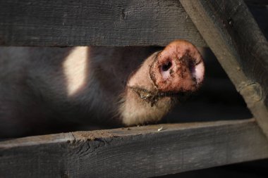 Ahşap çitin arkasında kirli burunlu pembe domuz fotoğrafı.