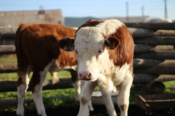 Veaux Nouveau Nés Moelleux Portrait Bébé Vache Avec Nez Rose — Photo