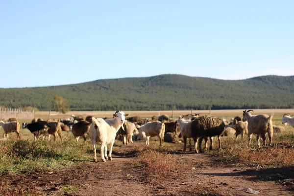 Herd of Sheep and Goats Grazing on Pasture. One White Fluffy Horned Goat Looking back at the camera. Mountains covered with Pine Trees Forest on Horizon