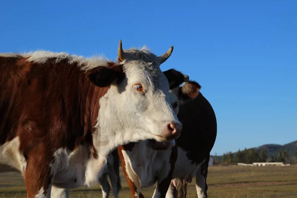 Fotografia Vacas Vermelhas Rebanho Pastoreando Prado Outono Comendo Grama Amarela — Fotografia de Stock