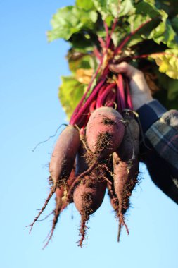Sonbaharda kadınların elinde toplanan taze, sulu, gevrek sebzelerin bir demet pancar resmi. 