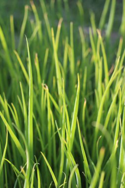 Bahçe yatağında yaz güneşinde yeşil soğan