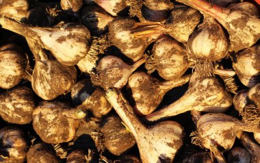 Sarımsaklı fotoğraf günbatımı ışık hasat sebzeleri