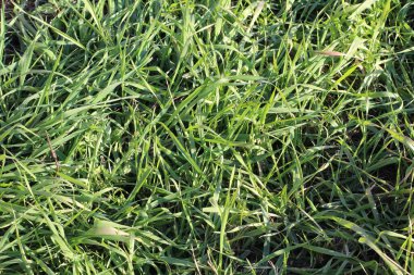 Gündüz vakti yeşil çayır arka planının fotoğrafı.