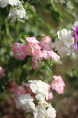 Pembe ve beyaz feniks çiçeklerinin fotoğrafı, yaz bahçesi çiçek tarhında.