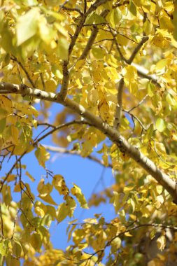 Sonbahar sarısı yeşil yapraklar Arkaplan yakın çekim dalları