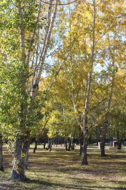 Sonbahar parkı ağaçları, arka plan kavak, güneşli bir günde sarı yeşil yapraklar ve açık mavi gökyüzü. 
