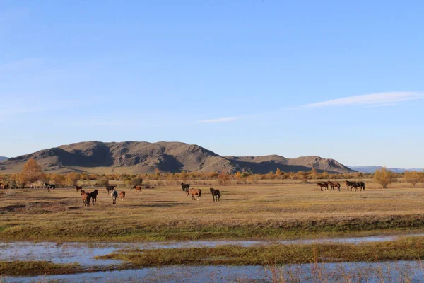 Een Kudde Wilde Paarden Die Galopperen Door Herfstweide Mares Hengsten — Stockfoto