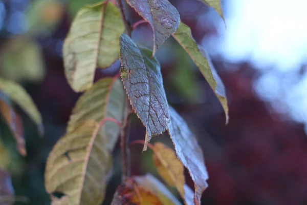 Autumn red yellow green leaves Background foliage garden close-up of tree branch