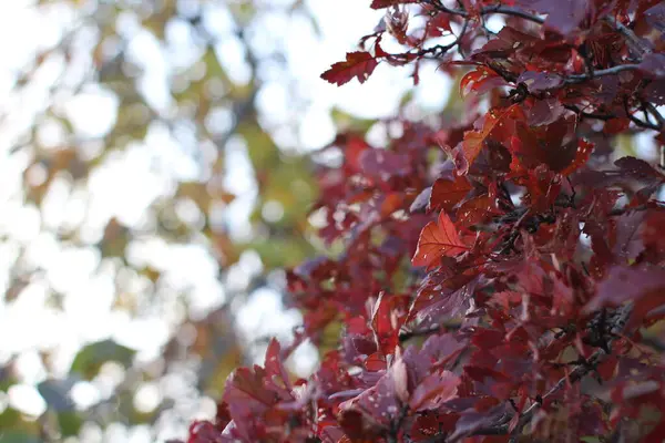 Autumn Red Yellow Green Leaves Background Foliage Garden Close Tree — Stock Photo, Image