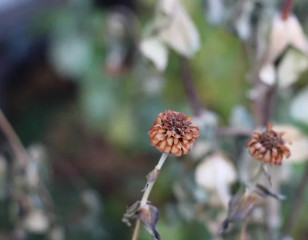 Осінь Сушені Заморожені Садові Квіти Фон Клумбі Крупним Планом — стокове фото