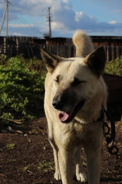 Beyaz Bekçi Köpeğinin Zincire Vurulmuş Fotoğrafı Kapalı Gözler Siyah Burunlu — Stok fotoğraf