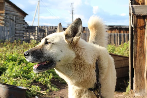 Foto Van Witte Waakhond Kettingkast Met Bruine Ogen Pluizige Witte — Stockfoto