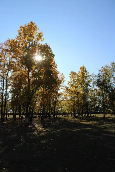 Podzim Park Stromy Zeleň Pozadí Topol Žlutými Zelenými Listy Slunečný — Stock fotografie